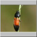 Ampedus balteatus - Schnellkaefer 01b 9mm.jpg